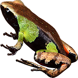 Beautiful Mantella